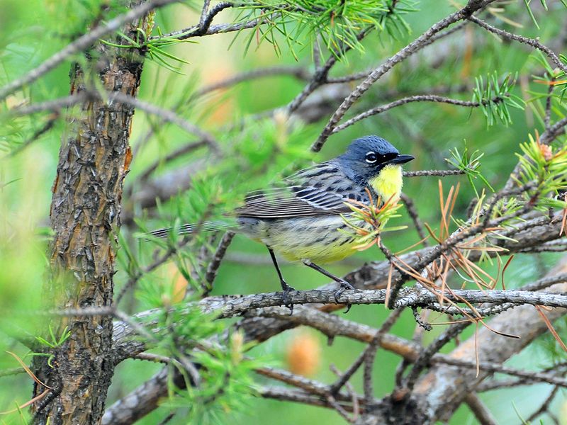 Kirtland's Warbler (Northern Lower Peninsula & U.P.)