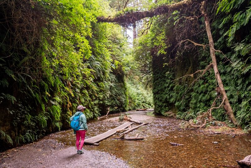 Fern Canyon – Nature's Hidden Cathedral