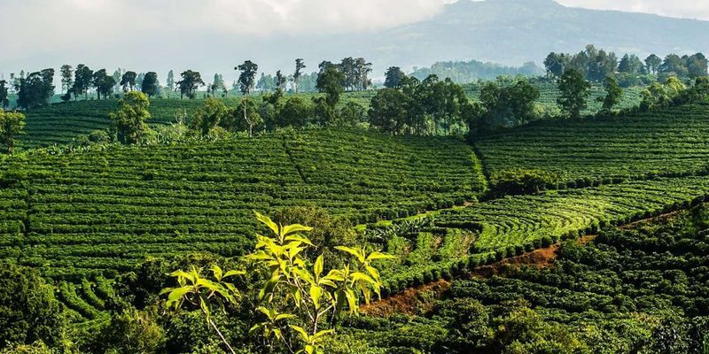 Doka Estate Coffee Tour (Poás Slopes)