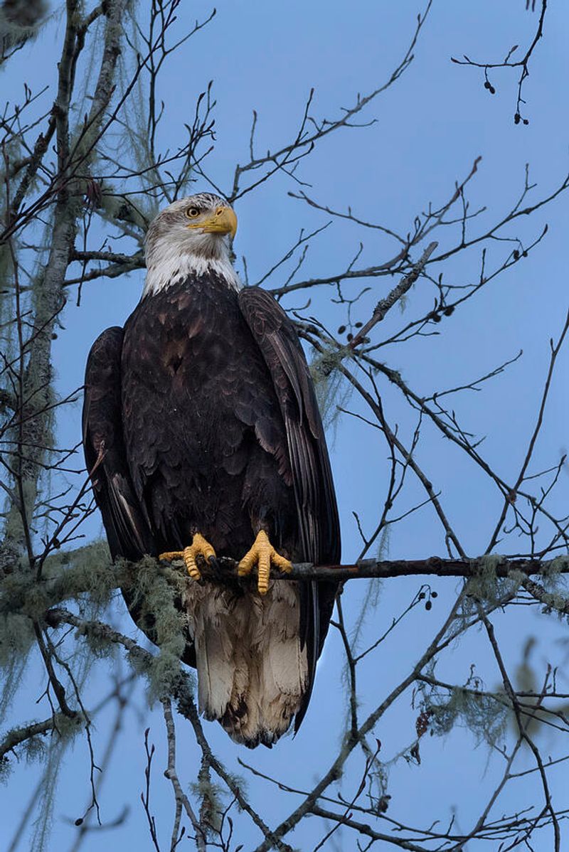 Follow the River Trail for Bald Eagle Sightings