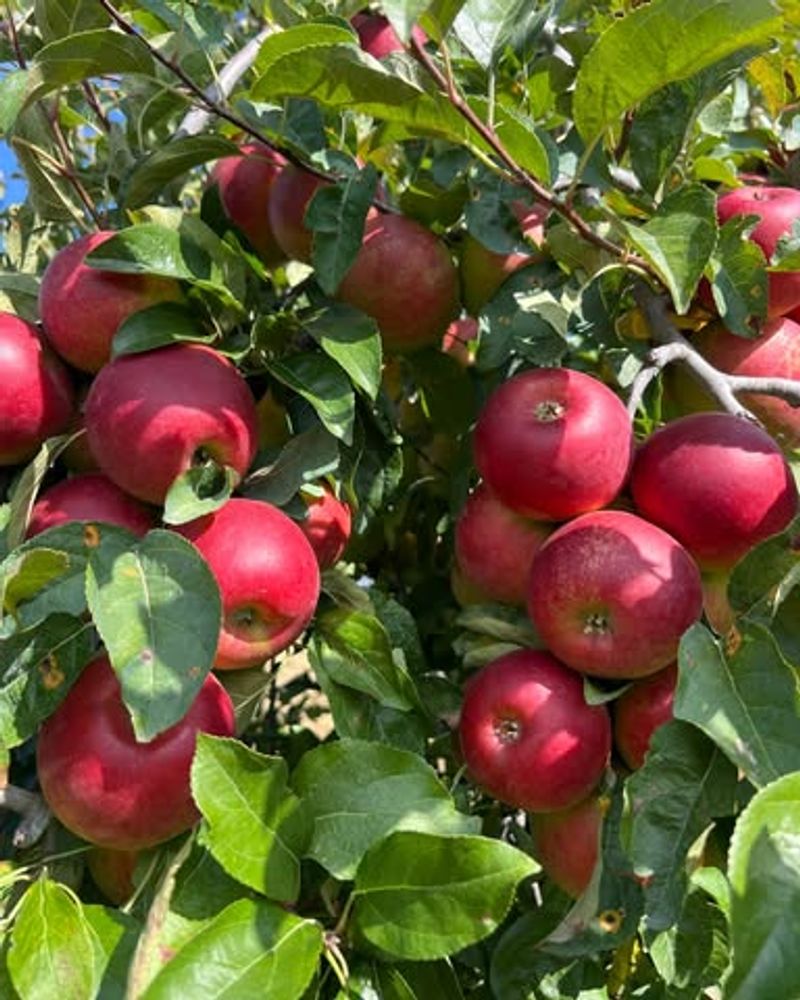 Apple-Picking + Cider Donuts (Various; try Fishkill Farms)