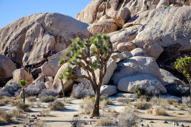 Joshua Tree National Park (CA-62 via I-10) — 130–150 miles