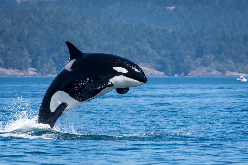 Seattle to San Juan Islands (Friday Harbor or Orcas)