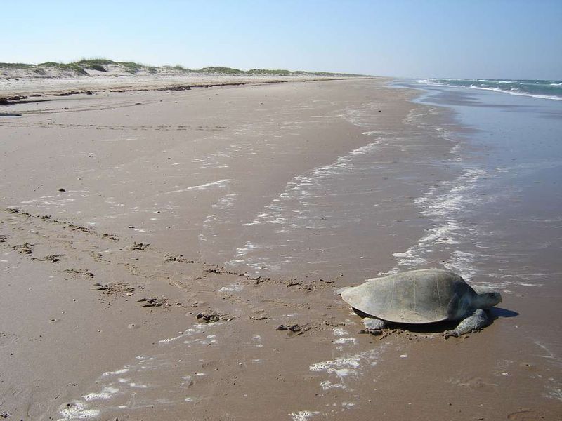 Padre Island National Seashore, Texas (Little Shell & Big Shell Beaches)