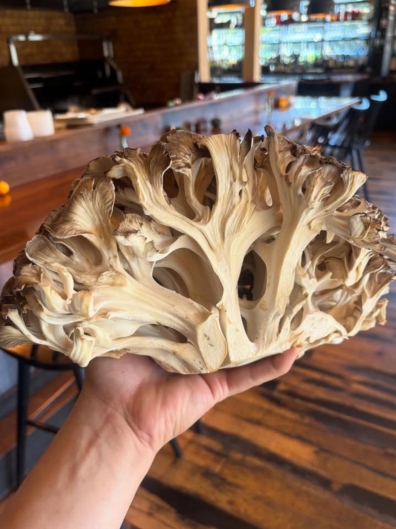 Hen of the Wood — Waterbury & Burlington, VT