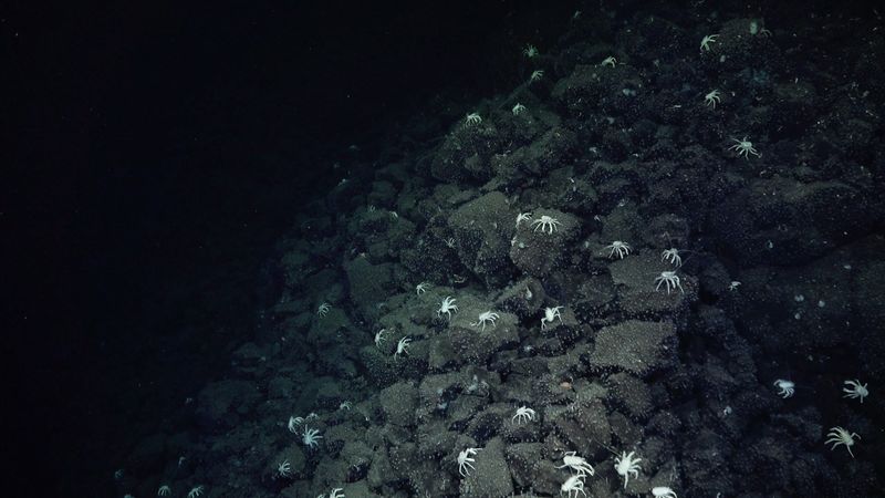 Crabs Became Underwater Tour Guides