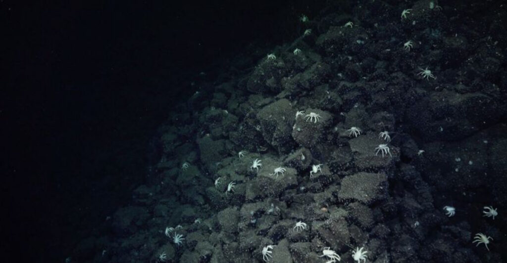 Scientists Followed a Crab Trail — and Found Something Extraordinary Under the Sea