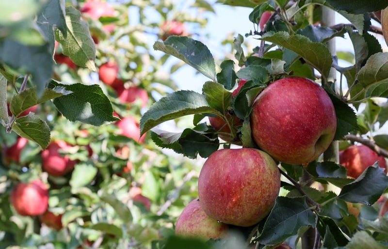 Fresh Washington Apples / Apple Products