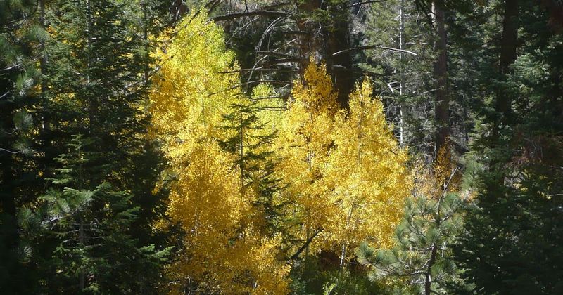Time Your Visit for Peak Color