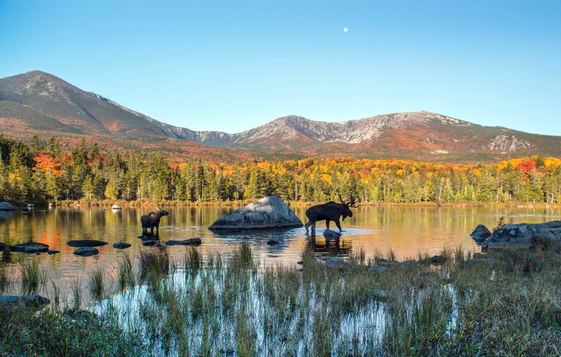Moose Safaris & Wildlife at Dawn