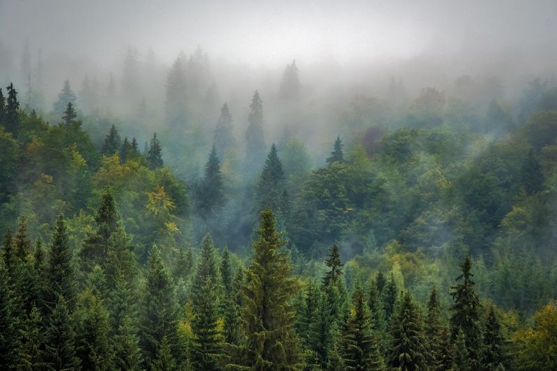 Mount Hood National Forest