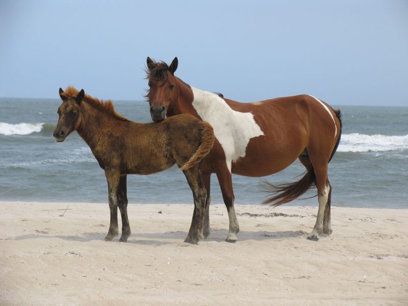 Assateague Island, Maryland/Virginia