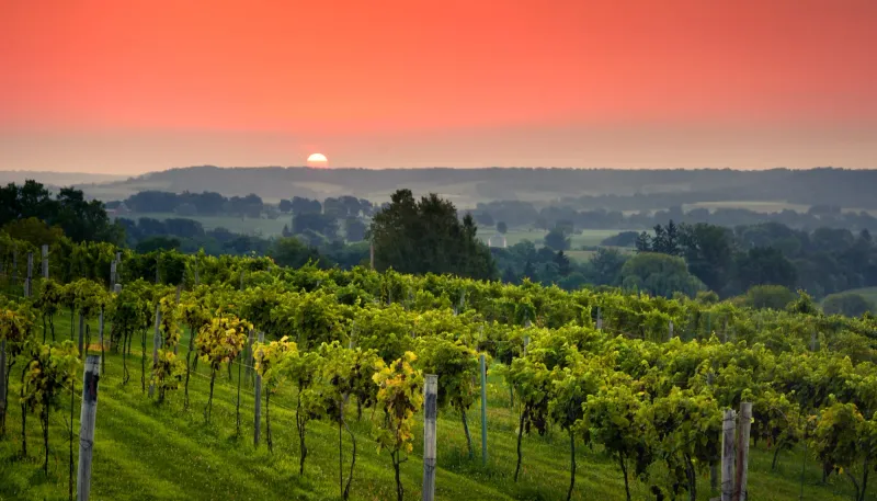 Fergedaboudit Vineyard & Winery