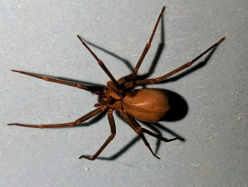 Brown Recluse & Black Widow — Hidden Spiders of Dark Corners