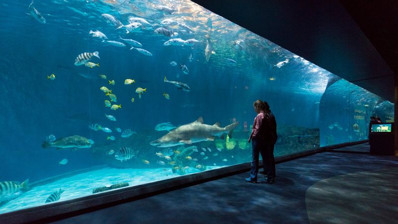 Connect with Coastal Wildlife at the Aquarium