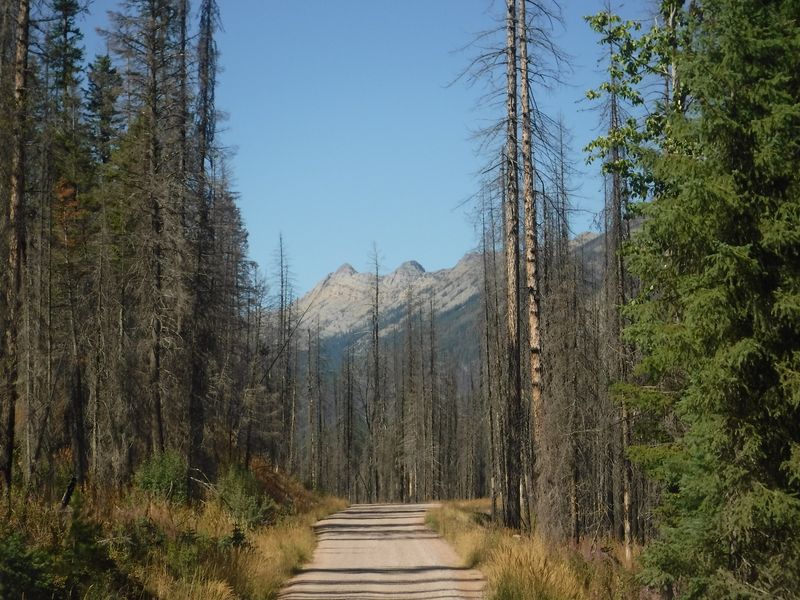 Lolo National Forest