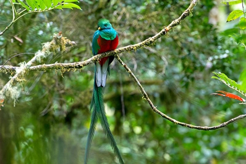 Spot Resplendent Quetzals in San Gerardo de Dota