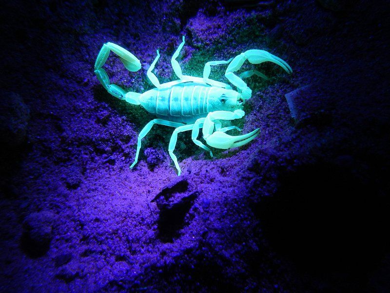 Striped Bark Scorpion — The Nocturnal Prowler of Homes