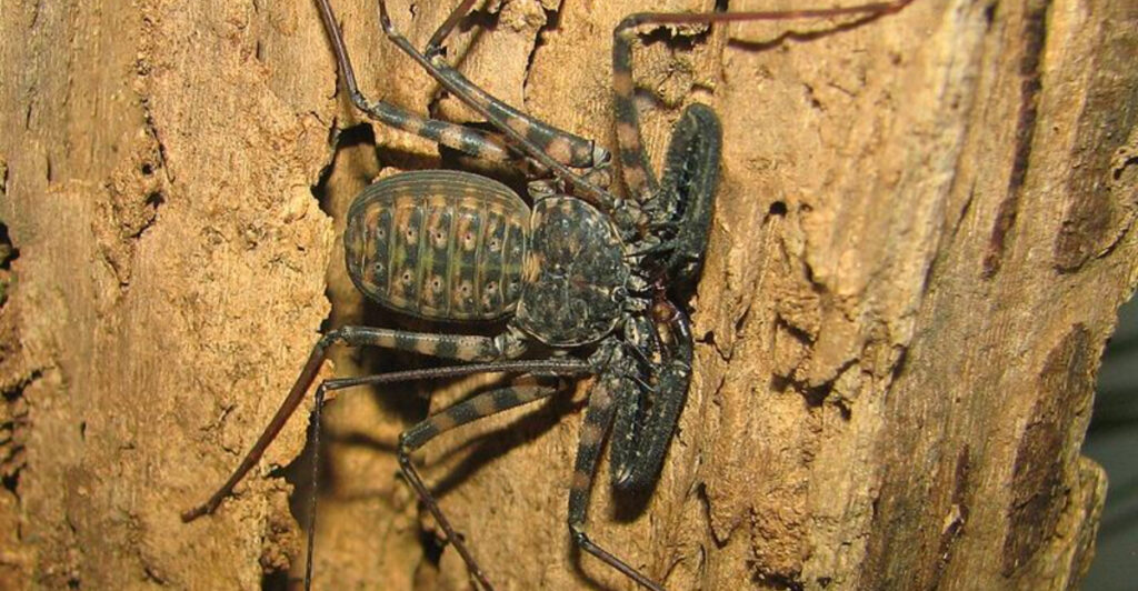 Texas Hill Country: Scorpion Hot Spots and Creepy-Crawlies of the Night
