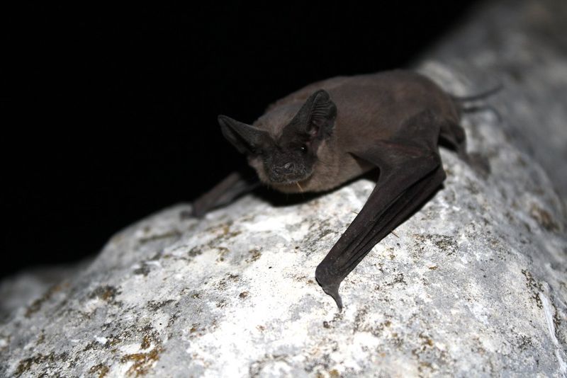 Mexican Free-Tailed Bats — The Nightly Insect Vacuum and Bat Cave Communities