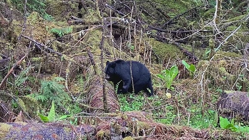 Unpredictable Wildlife Encounters