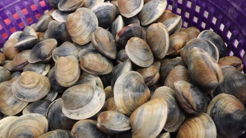 Cedar Key Farm-Raised Clams