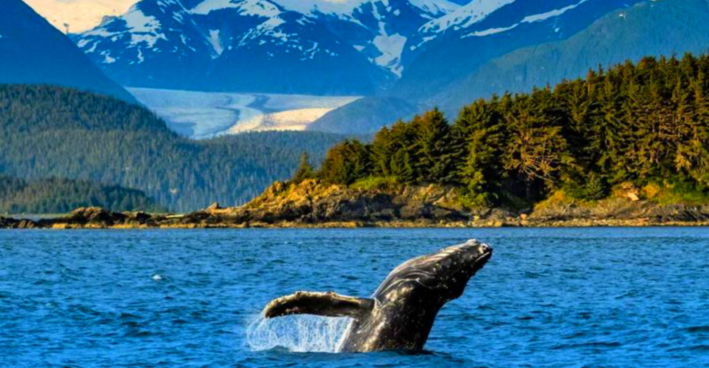 The Hidden Alaska Bay Town with Glaciers and Whale Watching