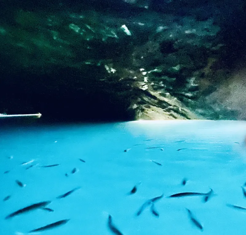 Rainbow Trout in Perpetual Darkness