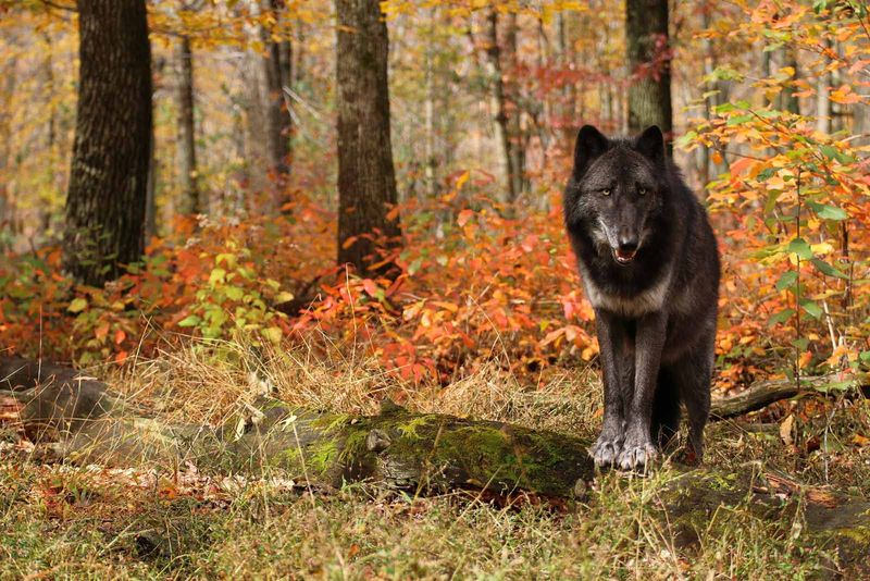 Lakota Wolf Preserve
