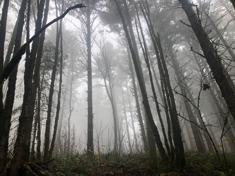 McDonald-Dunn Forest (near Corvallis)