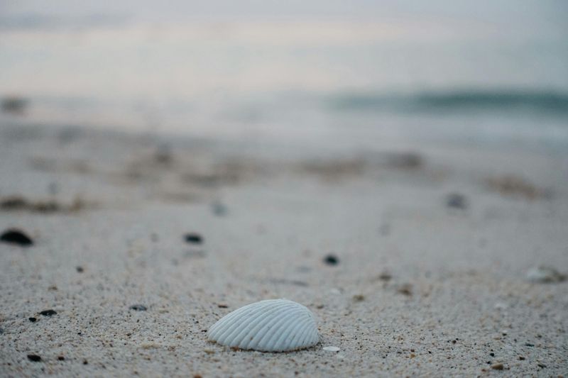 Shelling, Sea Turtles, and Quiet Beaches