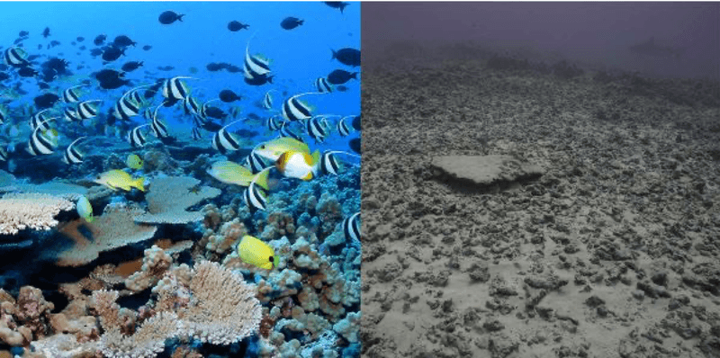 From Coral Gardens to Algae Wastelands