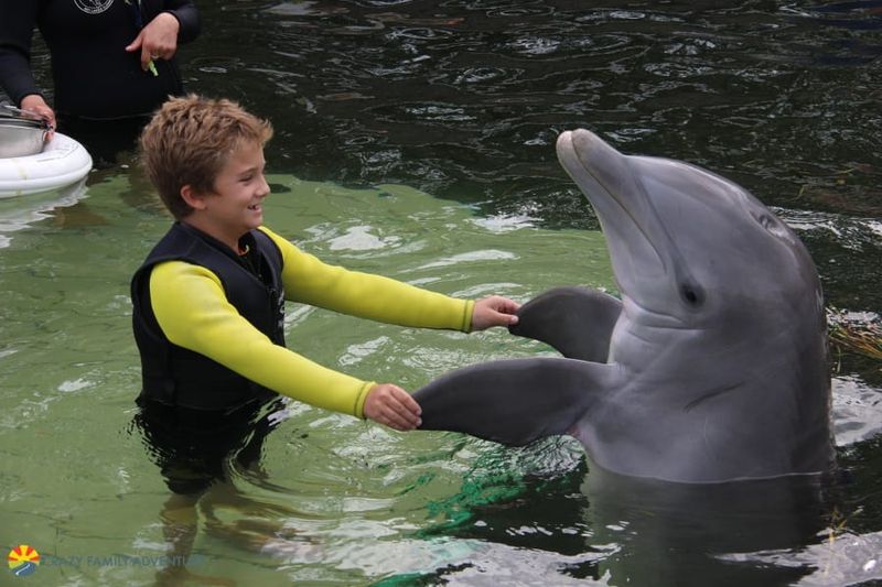 Dolphins Plus - Key Largo
