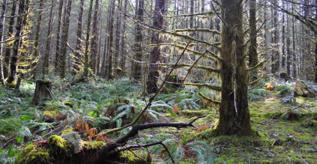 These 10 Spooky Oregon Forests Are Perfect for a Haunted Halloween Hike