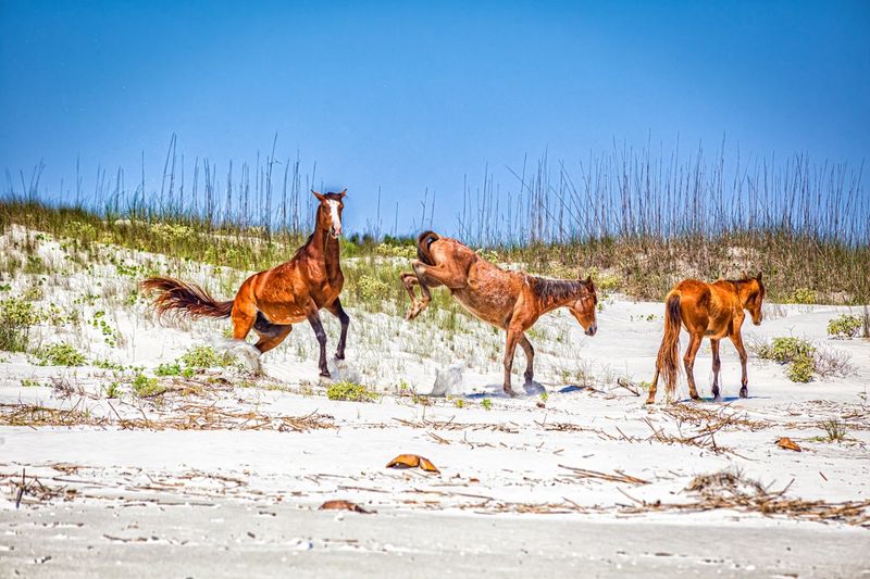 Cumberland Island, Georgia