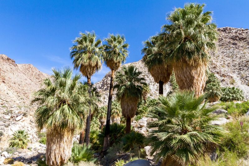 1. Tucked Away in Joshua Tree