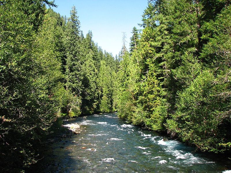 McKenzie River's Wild Beauty