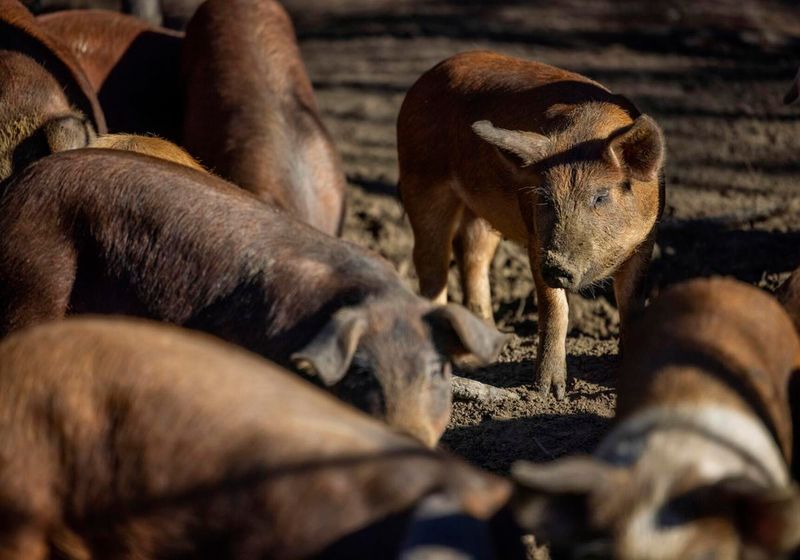 Peculiar Pig Farm - Dorchester