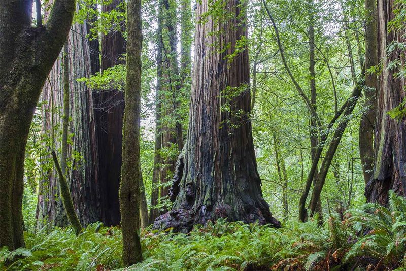 It's the Gateway to Redwood National and State Parks