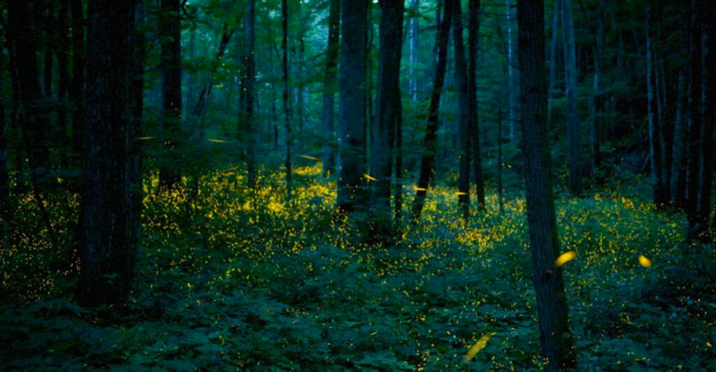 Thousands Gather in Tennessee to Witness the Magical Synchronous Fireflies of the Smokies