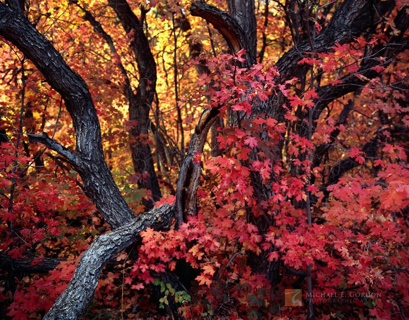 Explore Beyond Aspens for Diverse Colors