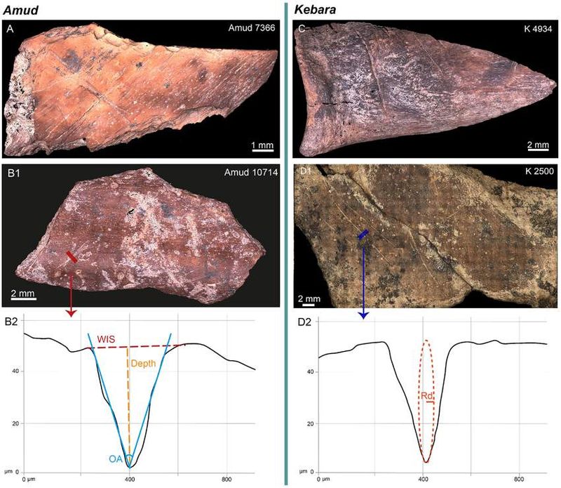 Regional Butchering Styles Showed Cultural Traditions