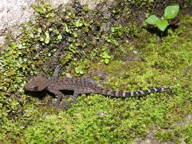 More Hidden Discoveries in Nepal