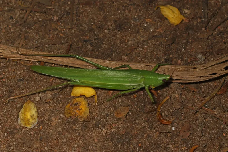Nocturnal Insects & Acoustic Backdrop — Cicadas, Katydids, Crickets