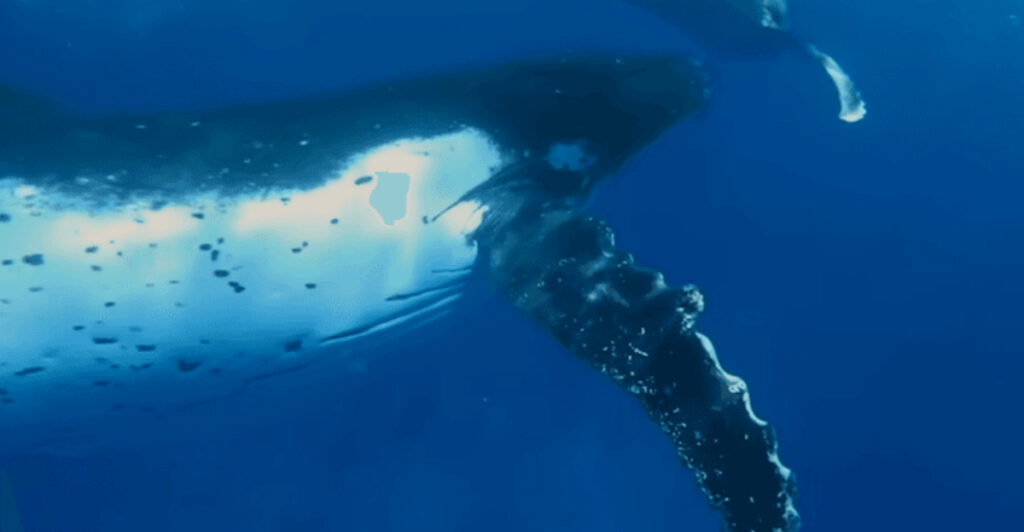 Underwater Roar: The Sound That Traveled 5,000 km — And Its True Origin