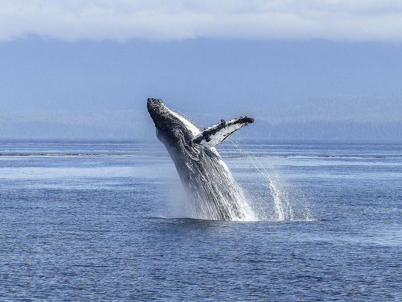 Whale Watching from Your Room