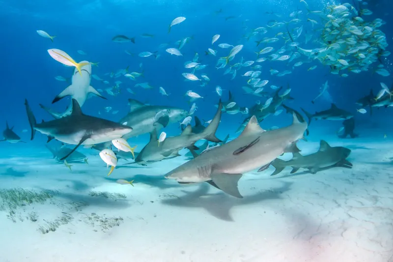 Wildlife on the Rim of the Abyss