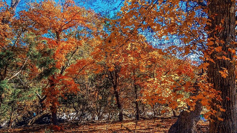 Lost Maples State Natural Area (Texas)