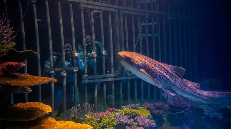 A Unique Double-Feature