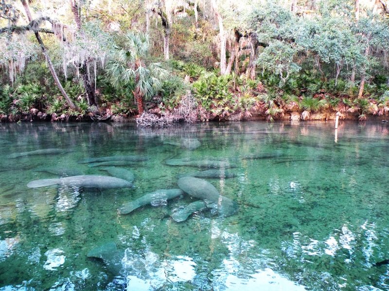 Blue Spring State Park – Manatee Viewing Wonderland